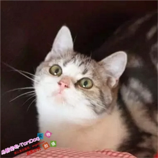 美短加白纯种家养美国短毛猫标斑幼猫宠物猫美短起司猫活体赛级y