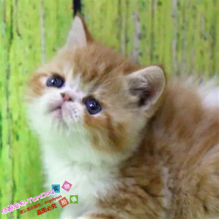 出售双血统纯种异国短毛猫加菲猫幼猫活体红虎斑加菲猫幼猫宠物g