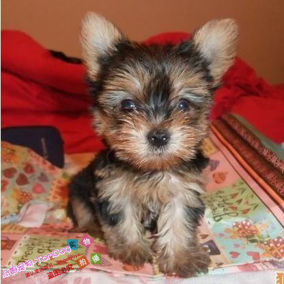 出售纯种金头刚蓝背约克夏梗犬幼犬赛级约克夏狗狗金头银背活体e