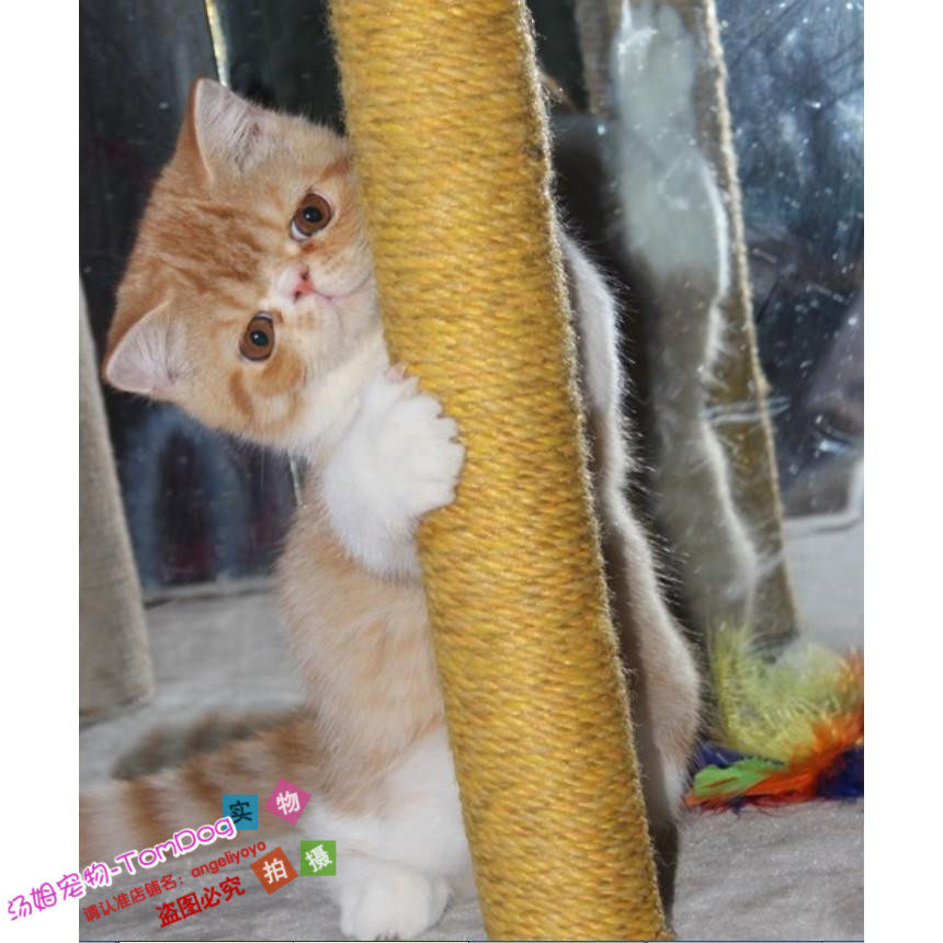 加菲猫异国短毛猫纯种猫宠物猫幼猫水滴眼包子脸活体红虎斑弟弟g,宠物/宠物食品及用品,猫咪,淘宝优惠券,粉丝福利购,淘宝优惠卷