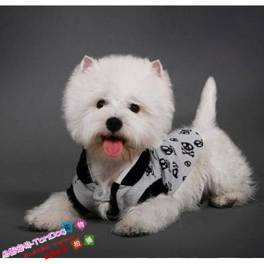 纯种赛级西高地幼犬活体西部高地白梗狗狗宠物犬家庭犬种血统纯g