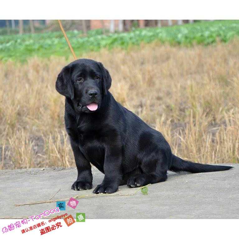 纯种拉布拉多幼犬活体宠物狗狗导盲犬黑色乖巧听话家养伴侣犬g