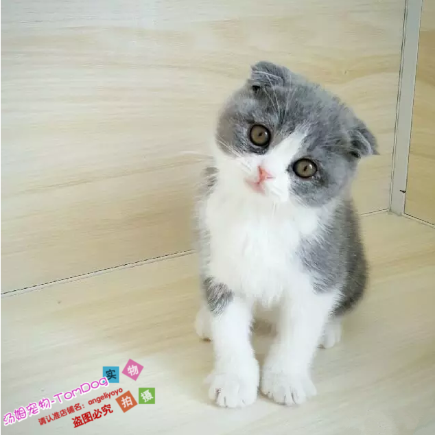 自家养出售健康英短宠物猫纯种英国短毛猫英短折耳蓝白幼猫活体g,宠物/宠物食品及用品,猫咪,淘宝优惠券,粉丝福利购,淘宝优惠卷