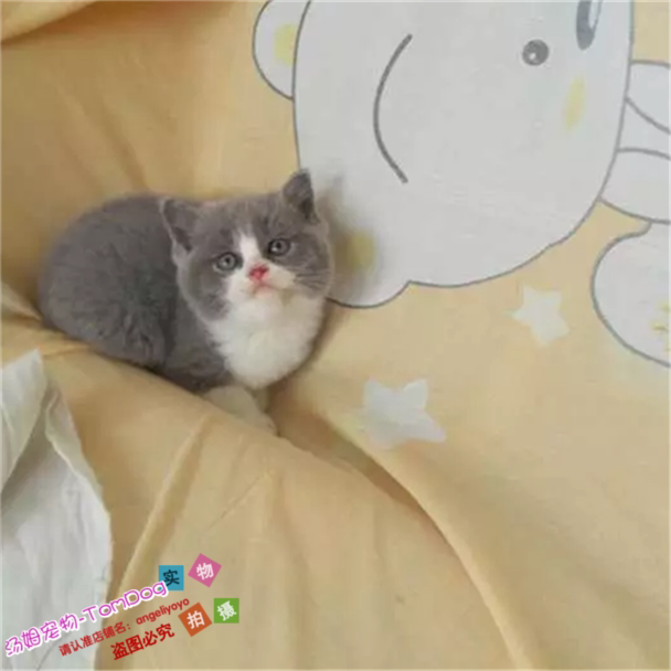 英短蓝白蓝猫宠物猫活体纯种英国短毛猫幼猫小猫公猫活体纯种猫e