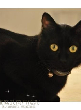 上海出售家养纯种孟买猫幼猫孟买小黑豹宠物小猫咪孟加拉黑猫g