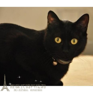 上海出售家养纯种孟买猫幼猫孟买小黑豹宠物小猫咪孟加拉黑猫g