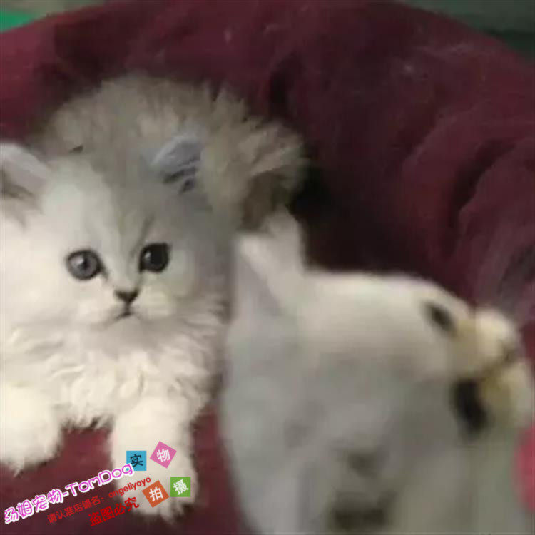 CFA赛级出售幼猫长毛猫纯种家养银渐层金吉拉宠物猫活体猫咪g,宠物/宠物食品及用品,猫咪,淘宝优惠券,粉丝福利购,淘宝优惠卷