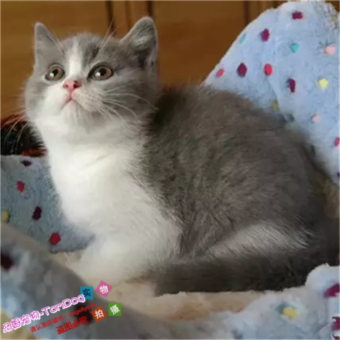 英短八字脸蓝猫宠物英短蓝白纯种幼猫英短黄白色幼猫宠物猫活体e