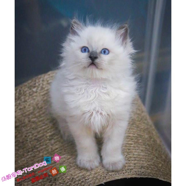 布偶猫家养出售布偶猫纯种家养重点色布偶猫舍布偶猫幼猫活体g,宠物/宠物食品及用品,猫咪,淘宝优惠券,粉丝福利购,淘宝优惠卷
