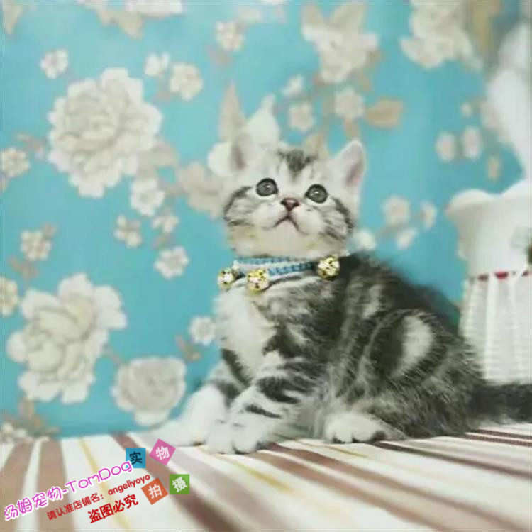 出售美短银虎斑立耳美国短毛猫幼猫标斑美短活体宠物猫咪起司猫g,宠物/宠物食品及用品,猫咪,淘宝优惠券,粉丝福利购,淘宝优惠卷