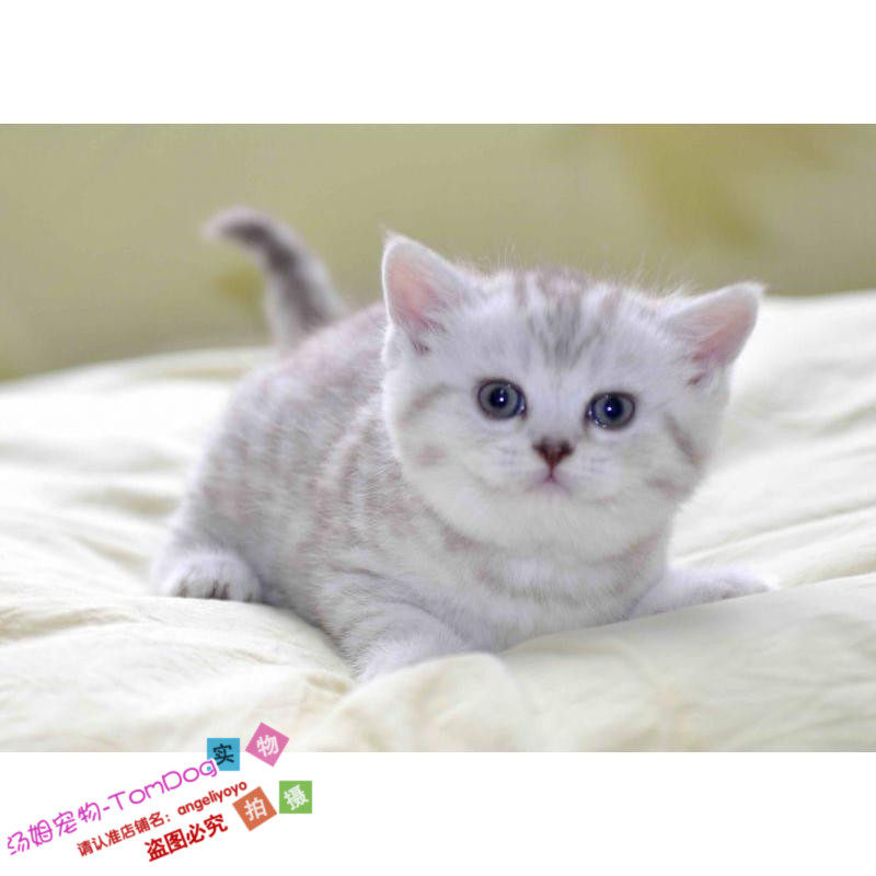 赛级繁育宠物猫咪活体纯种家养英短银渐层幼猫英国短毛猫蓝眼睛g