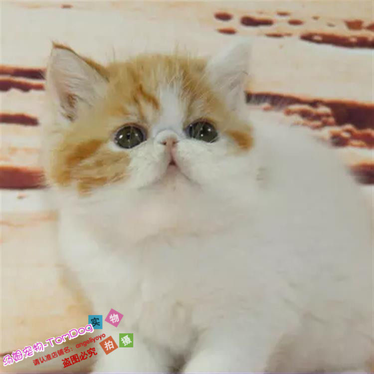 出售纯种加菲猫活体宠物猫黄白双色大脸猫异国短毛猫家养幼猫g,宠物/宠物食品及用品,猫咪,淘宝优惠券,粉丝福利购,淘宝优惠卷