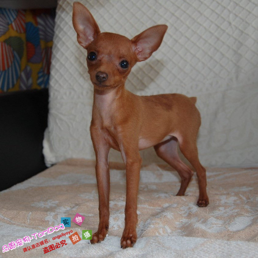 家养实体店保障极小型的小鹿犬-铁包金幼犬-活泼可爱g