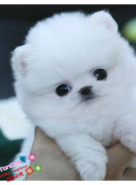 纯白色博美犬纯种茶杯博美日本俊介袖珍球体博美幼犬狗37g