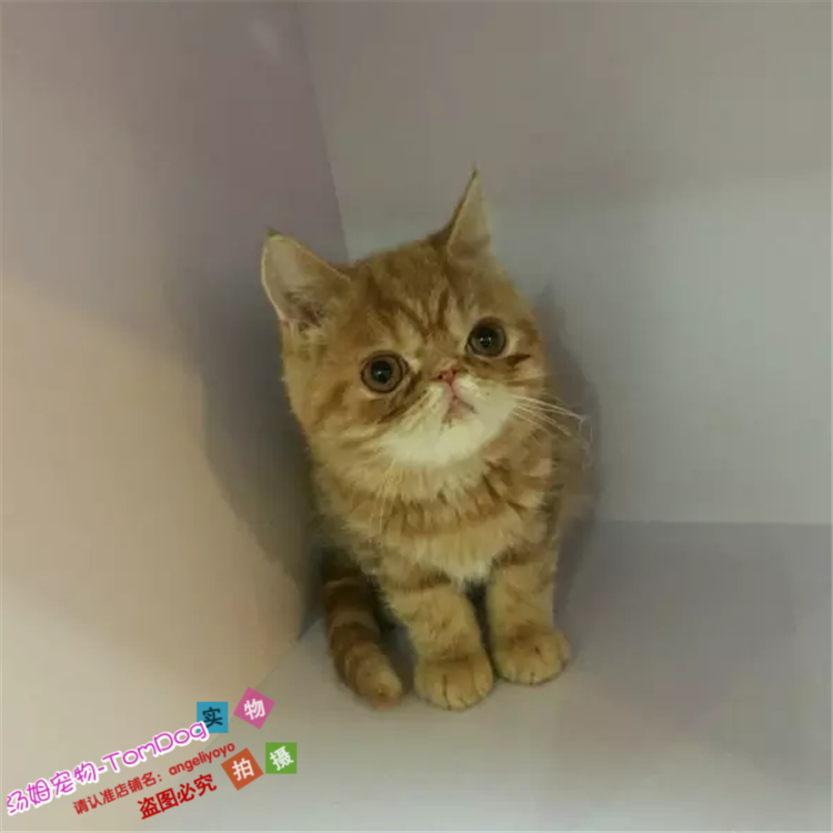 出售异国短毛猫幼猫加菲猫宠物猫幼猫家养活体纯种红虎斑加菲猫g,宠物/宠物食品及用品,猫咪,淘宝优惠券,粉丝福利购,淘宝优惠卷