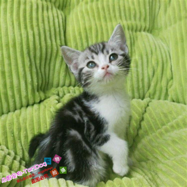 出售美短加白起司猫美国短毛猫纯种活体幼猫美短银虎斑宠物猫g