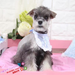 纯种雪纳瑞进口迷你雪纳瑞幼犬赛级雪纳瑞雪纳瑞幼犬宠物狗L5g