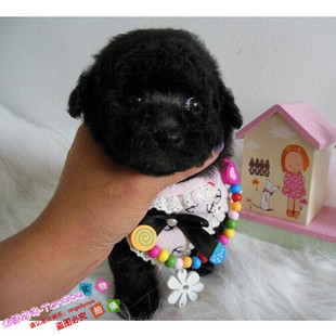 赛级红泰迪幼犬茶杯长不大的泰迪狗玩具型迷你赛级灰色贵宾44g