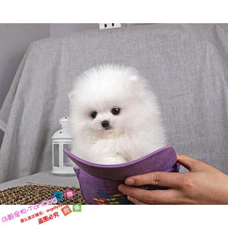 纯白色博美犬纯种茶杯博美日本俊介袖珍球体博美幼犬狗31g,宠物/宠物食品及用品,狗狗,淘宝优惠券,粉丝福利购,淘宝优惠卷