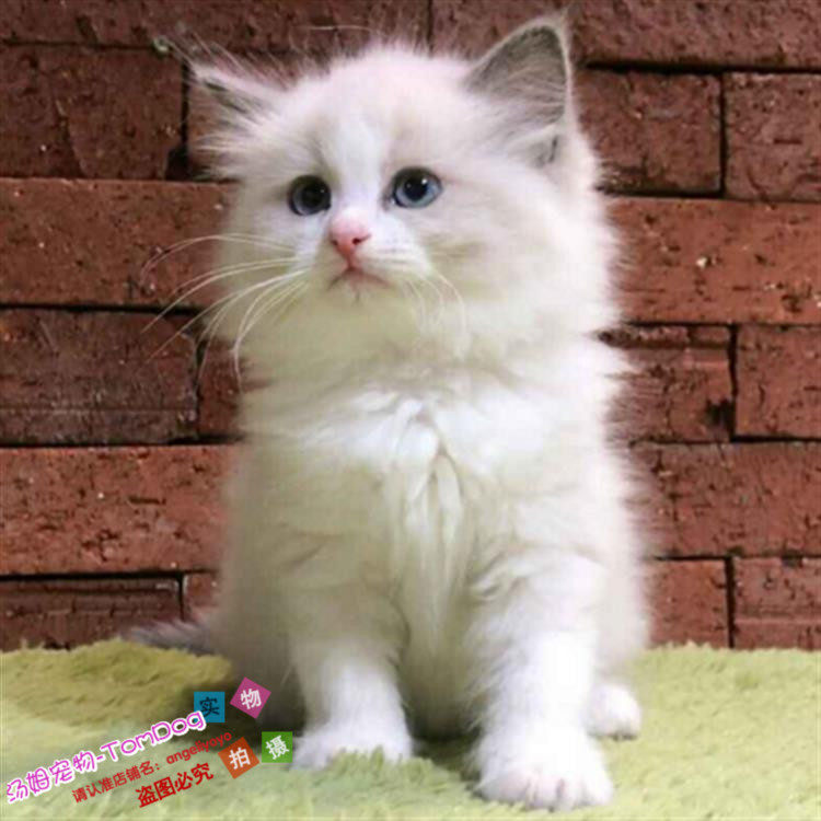 出售美国布偶猫活体纯种奶油色布偶猫双色猫舍直销布偶猫幼猫g