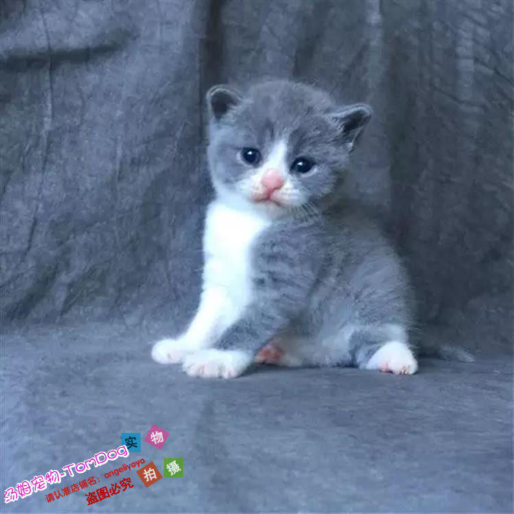 赛级纯种猫英短蓝白活体幼猫正八字脸英国短毛猫小猫宠物猫g