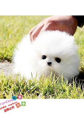 纯白色博美犬纯种茶杯博美日本俊介袖珍球体博美幼犬狗22g
