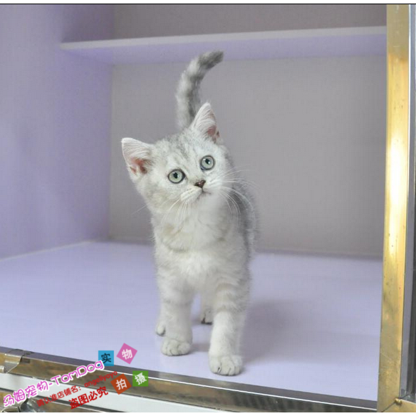 出售家养纯种英国短毛猫立耳银渐层活体幼猫宠物猫猫咪包健康g,宠物/宠物食品及用品,猫咪,淘宝优惠券,粉丝福利购,淘宝优惠卷