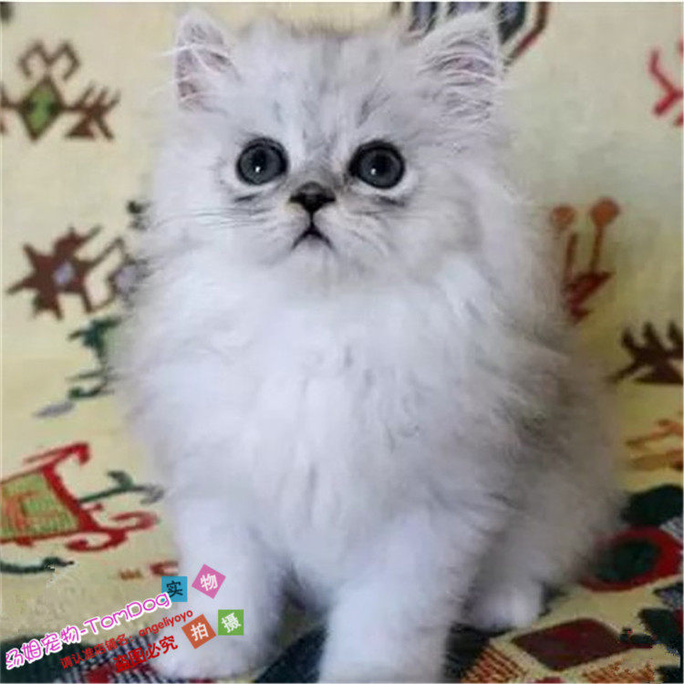 金吉拉猫 猫舍直销纯种金吉拉幼猫折耳金吉拉猫幼猫 宠物猫活体o