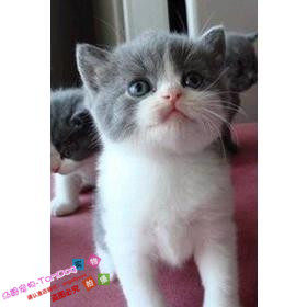 出售英短蓝猫活体蓝白宠物猫蓝猫幼猫纯种英国短毛猫蓝白八字脸g