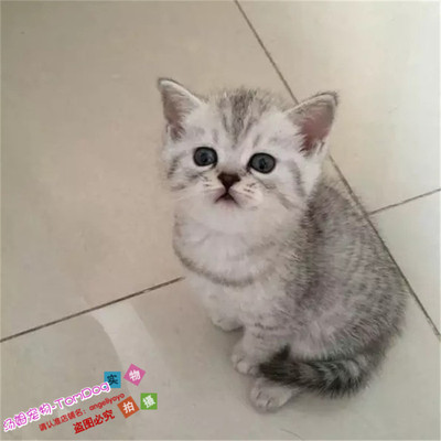 出售活体英短渐层纯种幼猫
