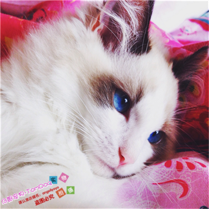 纯种布偶猫幼猫海豹双色布偶猫幼猫活体宠物猫蓝双山猫布偶蓝眼g