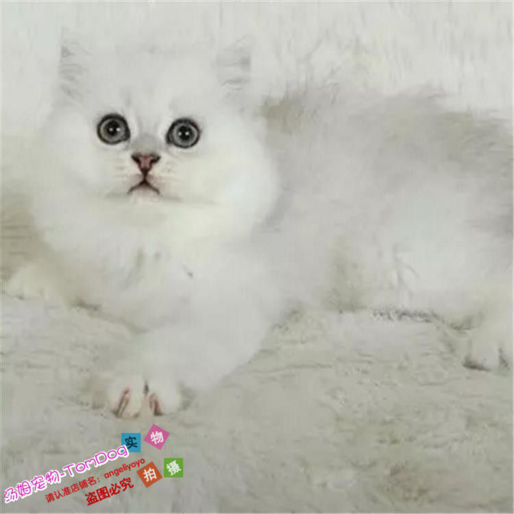 金吉拉猫宠物猫活体长毛猫猫宠物金吉拉幼猫活体纯种金吉拉g