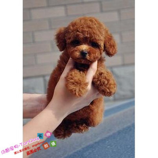 赛级红泰迪幼犬茶杯长不大的泰迪狗玩具型迷你赛级灰色贵宾1g