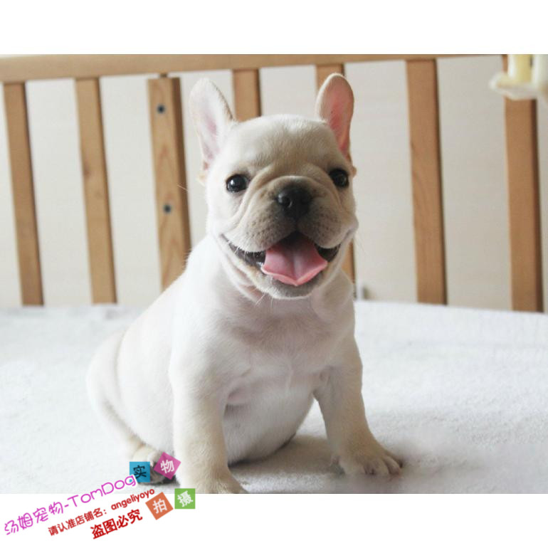 纯种法国斗牛犬幼犬法斗狗狗法牛时尚潮宠品种公母都有引进g