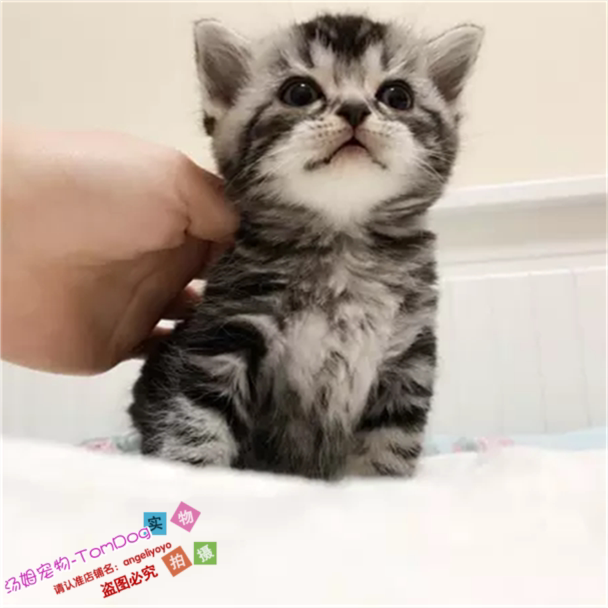 纯种猫咪活体美国短毛猫美短猫起司猫美短小猫幼猫家养出售e