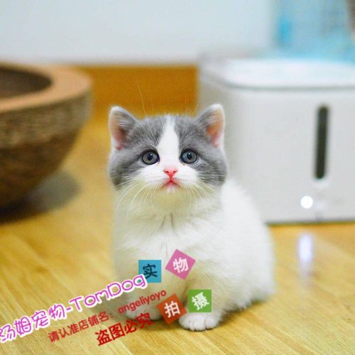拿破仑曼基康活体矮脚英短蓝猫