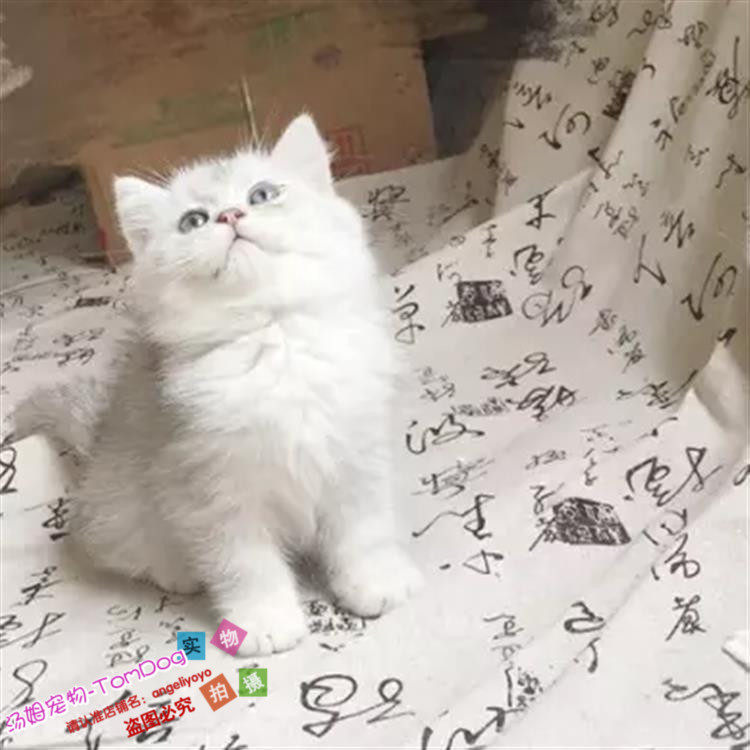 家养出售英短银渐层活体纯种英国短毛猫宠物猫幼猫幼崽可爱小猫g,宠物/宠物食品及用品,猫咪,淘宝优惠券,粉丝福利购,淘宝优惠卷