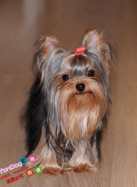 迷你金头银背约克夏犬幼犬活体观赏犬玩物钢蓝背茶杯犬宠物狗狗g