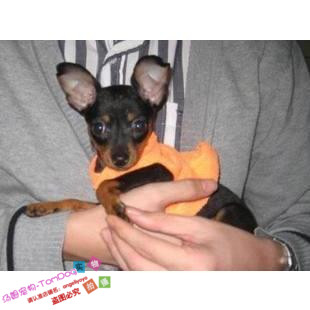 自家养纯种小鹿犬幼犬迷你型铁包金小鹿幼犬活体宠物狗g