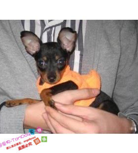 自家养纯种铁包金活体小鹿犬