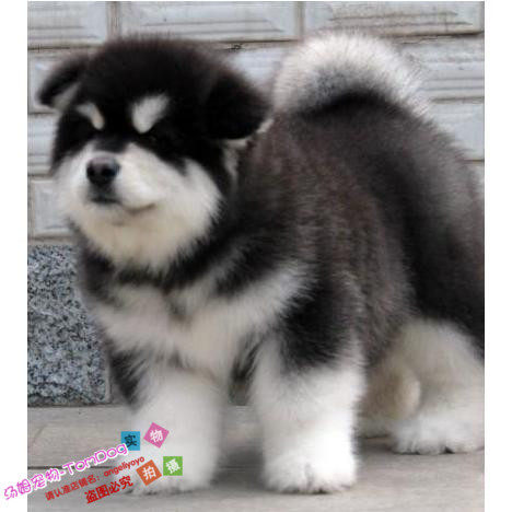家养实体店黑十字脸灰桃脸阿拉斯加雪橇犬幼犬活体宠物狗出售g,宠物/宠物食品及用品,狗狗,淘宝优惠券,粉丝福利购,淘宝优惠卷