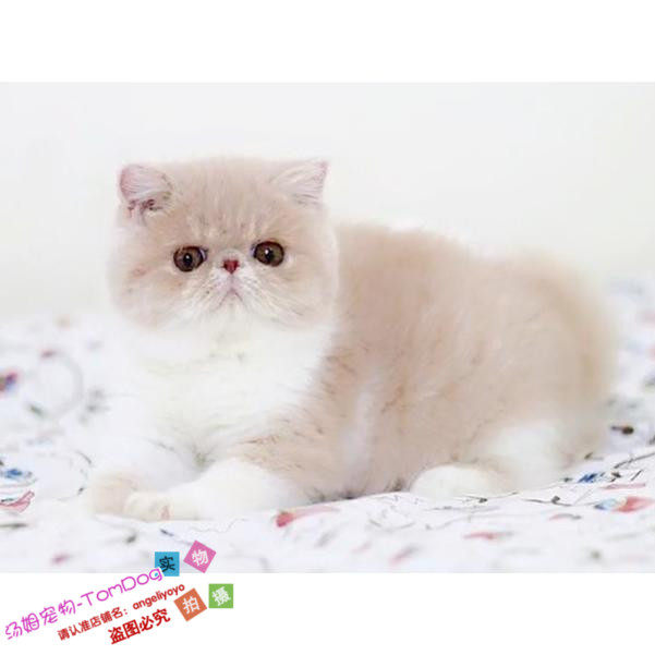 CFA注册猫舍加菲猫宠物猫异国短毛猫纯种加菲猫幼猫活体出售g,宠物/宠物食品及用品,猫咪,淘宝优惠券,粉丝福利购,淘宝优惠卷