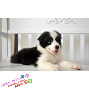 出售宠物狗狗纯种高智商边境牧羊犬七白三通边牧幼犬赛级血统g