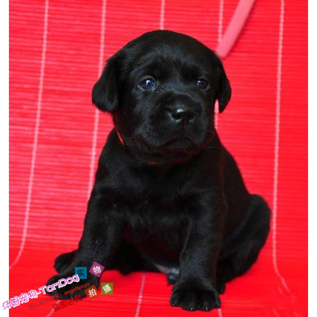 拉布拉多活体幼犬纯种宠物狗狗双血统黑色拉布拉多犬纯黑色g