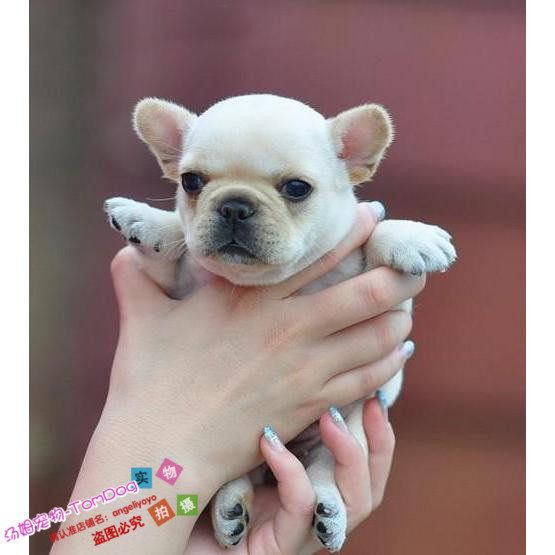 纯种奶油色法国斗牛犬幼犬奶白色法牛狗狗法斗活体赛级血统出售g