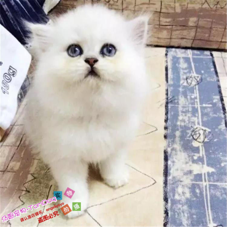 金吉拉猫家养猫舍纯种金吉拉幼猫折耳金吉拉猫幼猫宠物猫活体g,宠物/宠物食品及用品,猫咪,淘宝优惠券,粉丝福利购,淘宝优惠卷