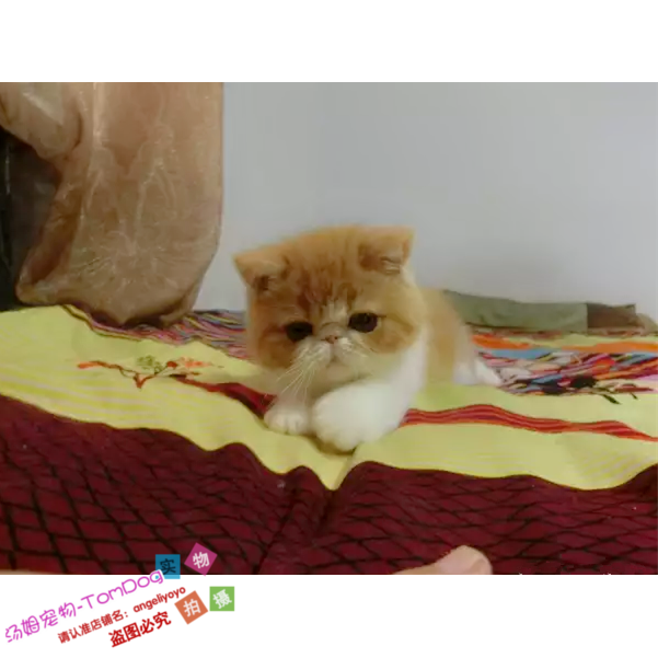 纯种出售加菲猫宠物猫异国短毛猫家养纯种加菲幼猫活体赛级异短o