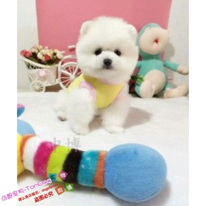 上海家养纯种博美幼犬长不大袖珍犬迷你狐狸宠物狗可上门挑ug