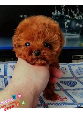 赛级红泰迪幼犬茶杯长不大的泰迪狗玩具型迷你赛级灰色贵宾78g