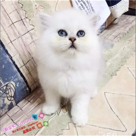 金吉拉猫高地折耳幼猫金吉拉幼猫立耳猫宠物猫金吉拉幼猫活体o